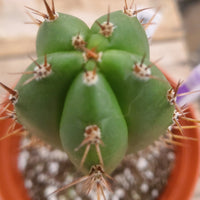 #EC203 EXACT Trichocereus Hybrid Huanu X Pachanoi Oscar Ornamental Cactus 8" Plant