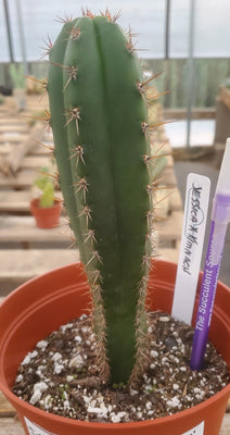 #EC203 EXACT Trichocereus Hybrid Huanu X Pachanoi Oscar Ornamental Cactus 8