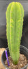 #EC204 EXACT Trichocereus Hybrid HZ X Malo4 Ornamental Cactus Plant 13”