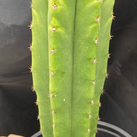 #EC204 EXACT Trichocereus Hybrid HZ X Malo4 Ornamental Cactus Plant 13”