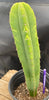 #EC204 EXACT Trichocereus Hybrid HZ X Malo4 Ornamental Cactus Plant 13”