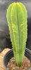 #EC204 EXACT Trichocereus Hybrid HZ X Malo4 Ornamental Cactus Plant 13”