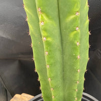 #EC204 EXACT Trichocereus Hybrid HZ X Malo4 Ornamental Cactus Plant 13”