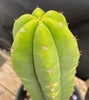 #EC204 EXACT Trichocereus Hybrid HZ X Malo4 Ornamental Cactus Plant 13”