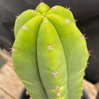 #EC204 EXACT Trichocereus Hybrid HZ X Malo4 Ornamental Cactus Plant 13”