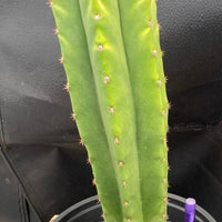 #EC204 EXACT Trichocereus Hybrid HZ X Malo4 Ornamental Cactus Plant 13”