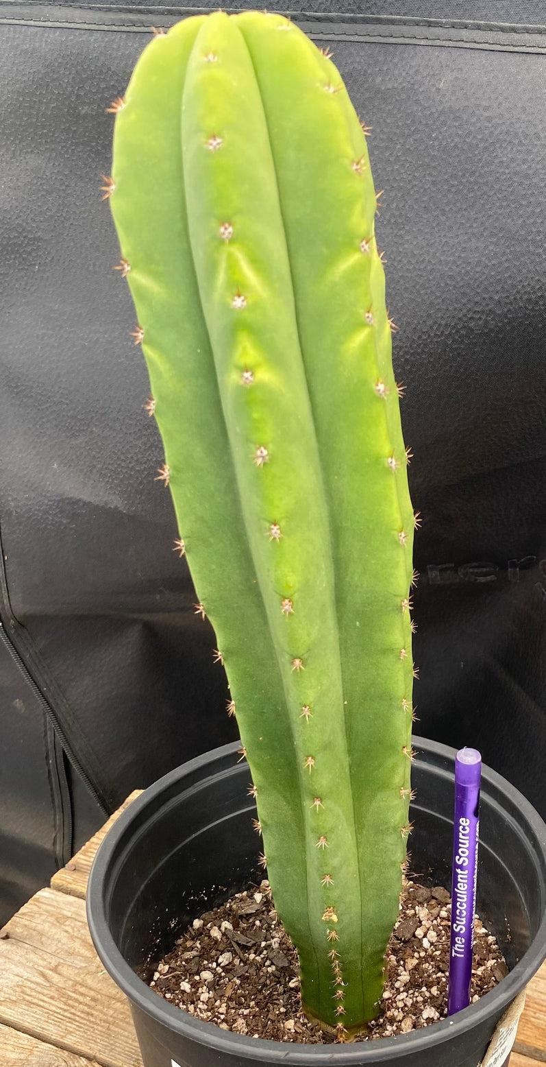 #EC204 EXACT Trichocereus Hybrid HZ X Malo4 Ornamental Cactus Plant 13”