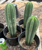 #EC205 EXACT Trichocereus Hybrid Scopulicola Hulk X Scop Heynes Cactus 9-12” Potted