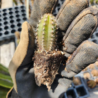 #EC206 EXACT Trichocereus Hybrid Scop X Peruvianus Martin Cactus Plugs