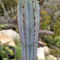 #EC206 EXACT Trichocereus Hybrid Scop X Peruvianus Martin Cactus Plugs