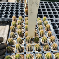 #EC206 EXACT Trichocereus Hybrid Scop X Peruvianus Martin Cactus Plugs