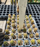 #EC206 EXACT Trichocereus Hybrid Scop X Peruvianus Martin Cactus Plugs