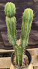 #EC207 EXACT Trichocereus Lost Label Ornamental Cactus Plant 21.5”