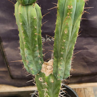 #EC207 EXACT Trichocereus Lost Label Ornamental Cactus Plant 21.5”