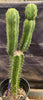 #EC207 EXACT Trichocereus Lost Label Ornamental Cactus Plant 21.5”