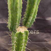 #EC207 EXACT Trichocereus Lost Label Ornamental Cactus Plant 21.5”