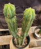 #EC207 EXACT Trichocereus Lost Label Ornamental Cactus Plant 21.5”