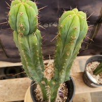 #EC207 EXACT Trichocereus Lost Label Ornamental Cactus Plant 21.5”