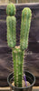 #EC207 EXACT Trichocereus Lost Label Ornamental Cactus Plant 21.5”