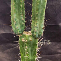 #EC207 EXACT Trichocereus Lost Label Ornamental Cactus Plant 21.5”