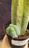 #EC209 EXACT Trichocereus Bald Bridgesii with a 4 Rib Pup, 12" Cactus Plant