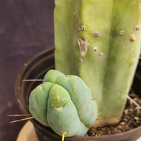 #EC209 EXACT Trichocereus Bald Bridgesii with a 4 Rib Pup, 12" Cactus Plant