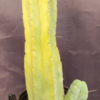 #EC209 EXACT Trichocereus Bald Bridgesii with a 4 Rib Pup, 12" Cactus Plant