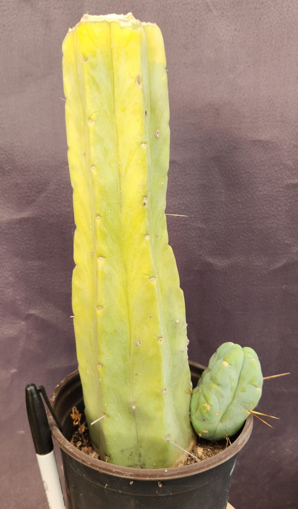 #EC209 EXACT Trichocereus Bald Bridgesii with a 4 Rib Pup, 12" Cactus Plant