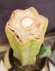 #EC209 EXACT Trichocereus Bald Bridgesii with a 4 Rib Pup, 12" Cactus Plant