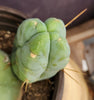 #EC209 EXACT Trichocereus Bald Bridgesii with a 4 Rib Pup, 12" Cactus Plant