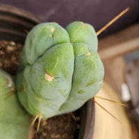 #EC209 EXACT Trichocereus Bald Bridgesii with a 4 Rib Pup, 12" Cactus Plant