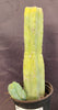 #EC209 EXACT Trichocereus Bald Bridgesii with a 4 Rib Pup, 12" Cactus Plant