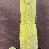 #EC209 EXACT Trichocereus Bald Bridgesii with a 4 Rib Pup, 12" Cactus Plant