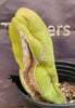 #EC21 EXACT Trichocereus Bridgesii Monstrose TBM Long Form Cactus Plant 7.5”