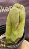 #EC21 EXACT Trichocereus Bridgesii Monstrose TBM Long Form Cactus Plant 7.5”