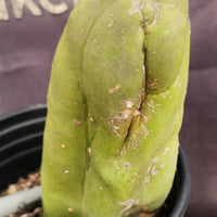 #EC21 EXACT Trichocereus Bridgesii Monstrose TBM Long Form Cactus Plant 7.5”