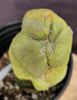 #EC21 EXACT Trichocereus Bridgesii Monstrose TBM Long Form Cactus Plant 7.5”