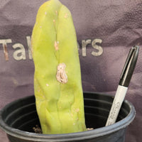 #EC21 EXACT Trichocereus Bridgesii Monstrose TBM Long Form Cactus Plant 7.5”