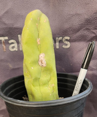 #EC21 EXACT Trichocereus Bridgesii Monstrose TBM Long Form Cactus Plant 7.5”