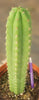 #EC211 EXACT Trichocereus Hybrid Lost Label Ornamental Cactus 11" Plant