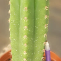 #EC211 EXACT Trichocereus Hybrid Lost Label Ornamental Cactus 11" Plant