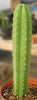 #EC211 EXACT Trichocereus Hybrid Lost Label Ornamental Cactus 11" Plant