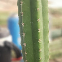 #EC211 EXACT Trichocereus Hybrid Lost Label Ornamental Cactus 11" Plant