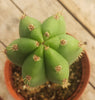 #EC211 EXACT Trichocereus Hybrid Lost Label Ornamental Cactus 11" Plant