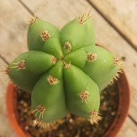 #EC211 EXACT Trichocereus Hybrid Lost Label Ornamental Cactus 11" Plant