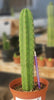 #EC211 EXACT Trichocereus Hybrid Lost Label Ornamental Cactus 11" Plant