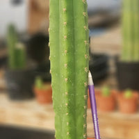 #EC211 EXACT Trichocereus Hybrid Lost Label Ornamental Cactus 11" Plant