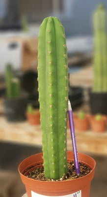 #EC211 EXACT Trichocereus Hybrid Lost Label Ornamental Cactus 11