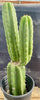 #EC213 EXACT Trichocereus Pachanoi '46' Ornamental Cactus Plant 17.5”