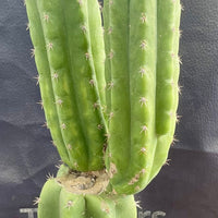 #EC213 EXACT Trichocereus Pachanoi '46' Ornamental Cactus Plant 17.5”